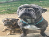 Mâle Bouledogue Français bleu pour saillie