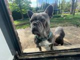Mâle Bouledogue Français bleu pour saillie