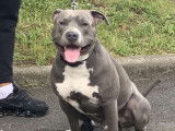 Mâle Amstaff bleu disponible pour saillie