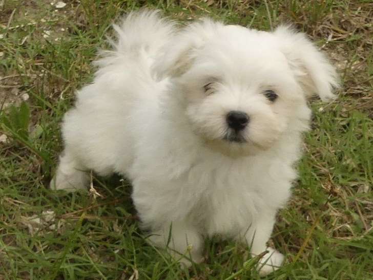 4 chiots Bichons Maltais LOF disponibles à la vente
