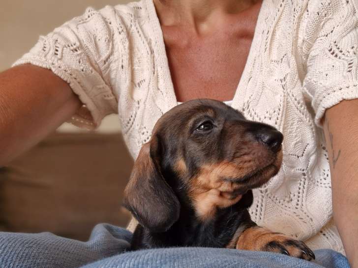Chiots Teckel à poil dur standard à vendre