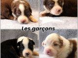 8 chiots Bergers Australiens disponibles &agrave; la r&eacute;servation (LOF)