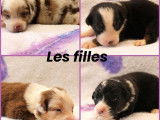 8 chiots Bergers Australiens disponibles &agrave; la r&eacute;servation (LOF)