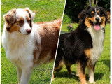 8 chiots Bergers Australiens disponibles &agrave; la r&eacute;servation (LOF)