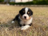 4 chiots Bergers Australiens à la réservation (LOF)