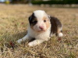 4 chiots Bergers Australiens à la réservation (LOF)