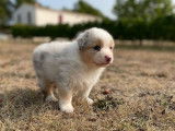 4 chiots Bergers Australiens à la réservation (LOF)