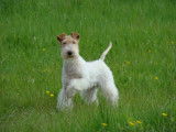 Chiots Fox Terrier à Poil Dur à vendre