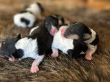 Chiots Fox Terrier à Poil Dur à vendre