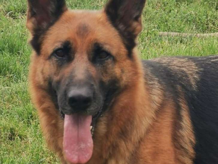 Chienne Berger Allemand LOF de 7 ans à la vente
