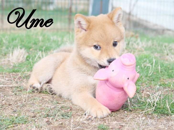 À réserver : 4 chiots Shiba Inu LOF