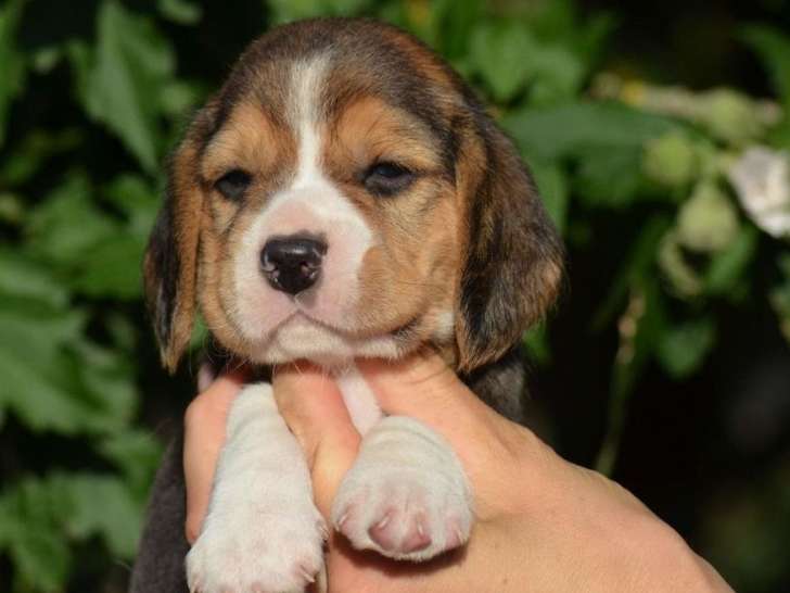 Un chiot Beagle LOF disponible à la réservation