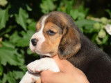 Un chiot Beagle LOF disponible &agrave; la r&eacute;servation