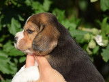 Un chiot Beagle LOF disponible &agrave; la r&eacute;servation