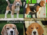 Un chiot Beagle LOF disponible &agrave; la r&eacute;servation