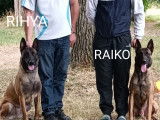 Rihya des perles de l'estran et Raiko Parents des chiots