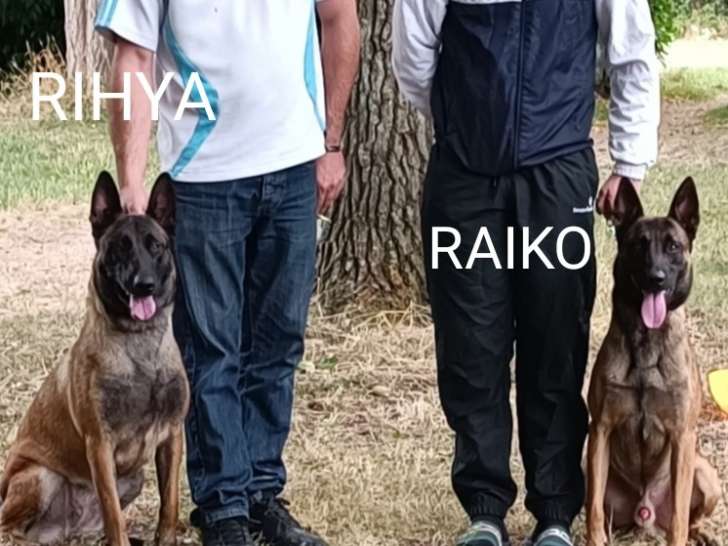 Rihya des perles de l'estran et Raiko Parents des chiots