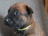 Chiots Malinois