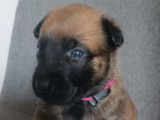 Chiots Malinois
