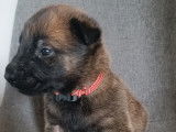 Chiots Malinois