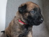 Chiots Malinois