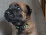 Chiots Malinois