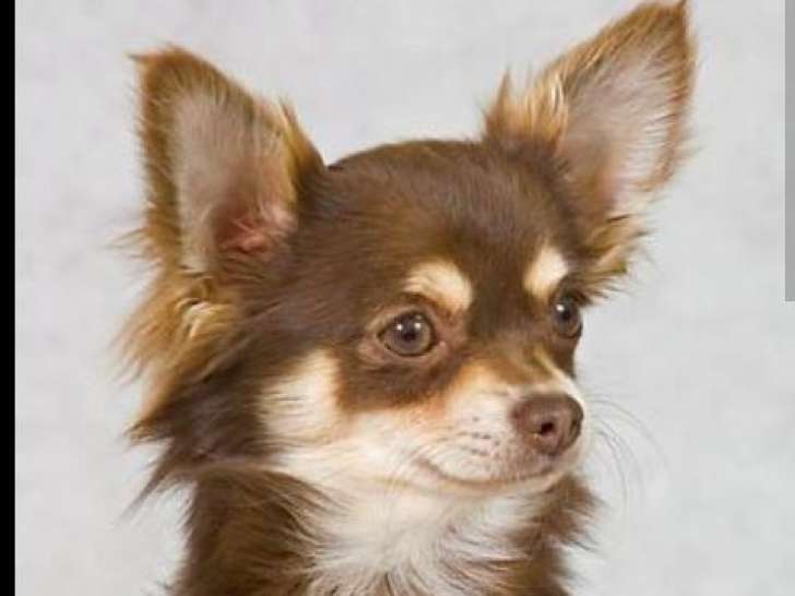 Chien adulte de type Chihuahua Mâle à vendre