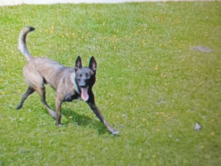 Chiots Malinois à vendre