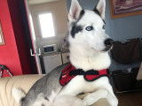 Byron, Husky de Sibérie à donner