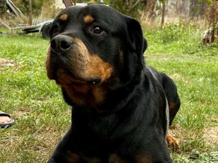 Une chienne Rottweiler LOF, âgé de 4 ans, à placer