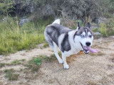 Femelle Husky Sibérien disponible pour saillie