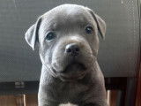 Un chiot femelle Staffordshire Bull Terrier LOF, à vendre