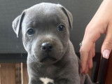 Un chiot femelle Staffordshire Bull Terrier LOF, à vendre