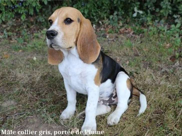10 chiots Beagles LOF à vendre