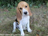 10 chiots Beagles LOF à vendre