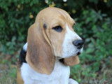 10 chiots Beagles LOF à vendre