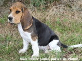 10 chiots Beagles LOF à vendre