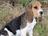 10 chiots Beagles LOF à vendre