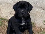 7 chiots Cane Corso LOF, de juillet 2023, à vendre