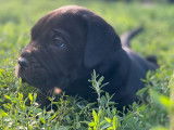 7 chiots Cane Corso LOF, de juillet 2023, à vendre