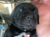 7 chiots Cane Corso LOF, de juillet 2023, à vendre