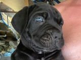 7 chiots Cane Corso LOF, de juillet 2023, à vendre