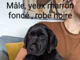 7 chiots Labradors LOF, de juin 2023, &agrave; vendre