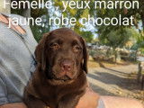7 chiots Labradors LOF, de juin 2023, &agrave; vendre