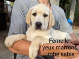 7 chiots Labradors LOF, de juin 2023, &agrave; vendre