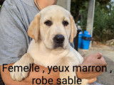 7 chiots Labradors LOF, de juin 2023, &agrave; vendre