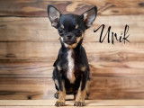 Deux chiots Chihuahuas LOF, de mars 2023, à vendre