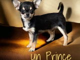 Deux chiots Chihuahuas LOF, de mars 2023, à vendre
