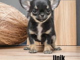 Deux chiots Chihuahuas LOF, de mars 2023, à vendre