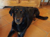 Mâle Beauceron disponible pour saillie